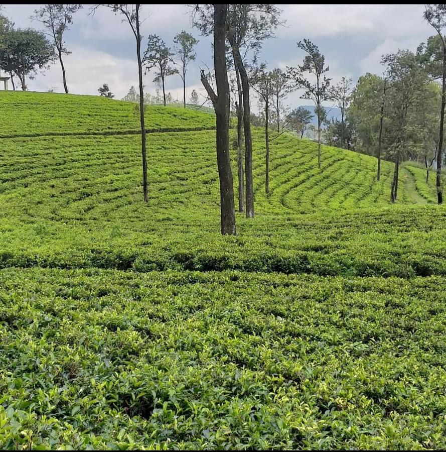 Tea Villas إيلا المظهر الخارجي الصورة