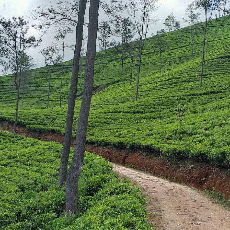 Tea Villas إيلا المظهر الخارجي الصورة
