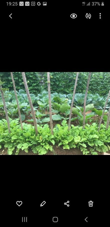 Tea Villas إيلا المظهر الخارجي الصورة